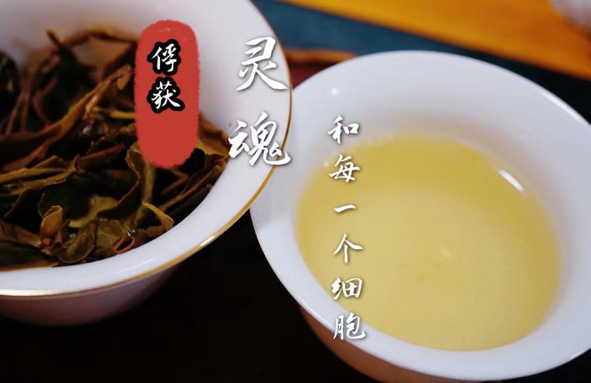 如何才能辨别普洱茶的好坏（怎么辨别普洱茶熟茶好坏）